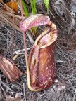 big red pitcher with white lip